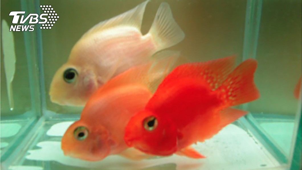 這種紅色素好神奇!竟讓紅魚變白魚 可望製成美白產品