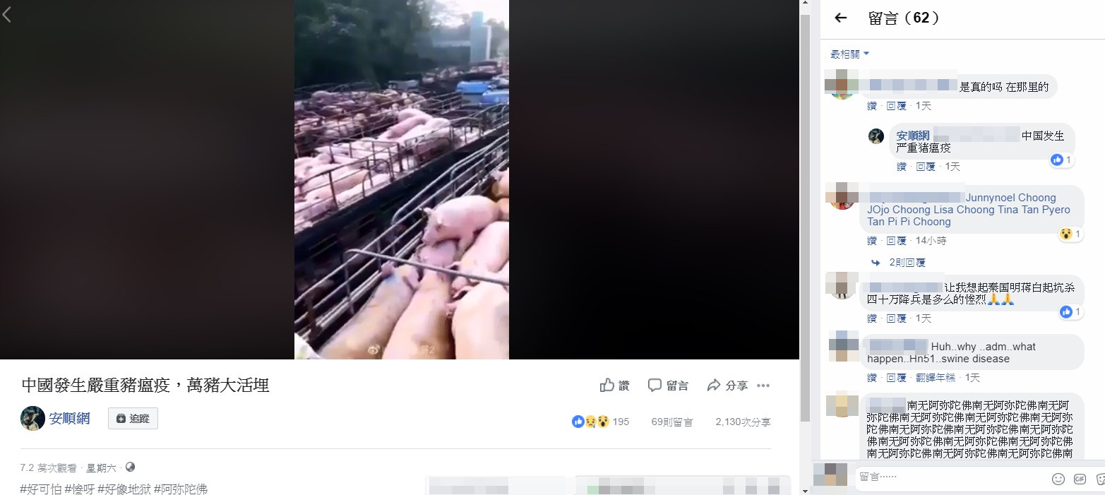 「安順網」PO上的影片中可見,豬隻先被大貨車載到某處集結,再被扔入坑中活埋。/翻攝自臉書安順網