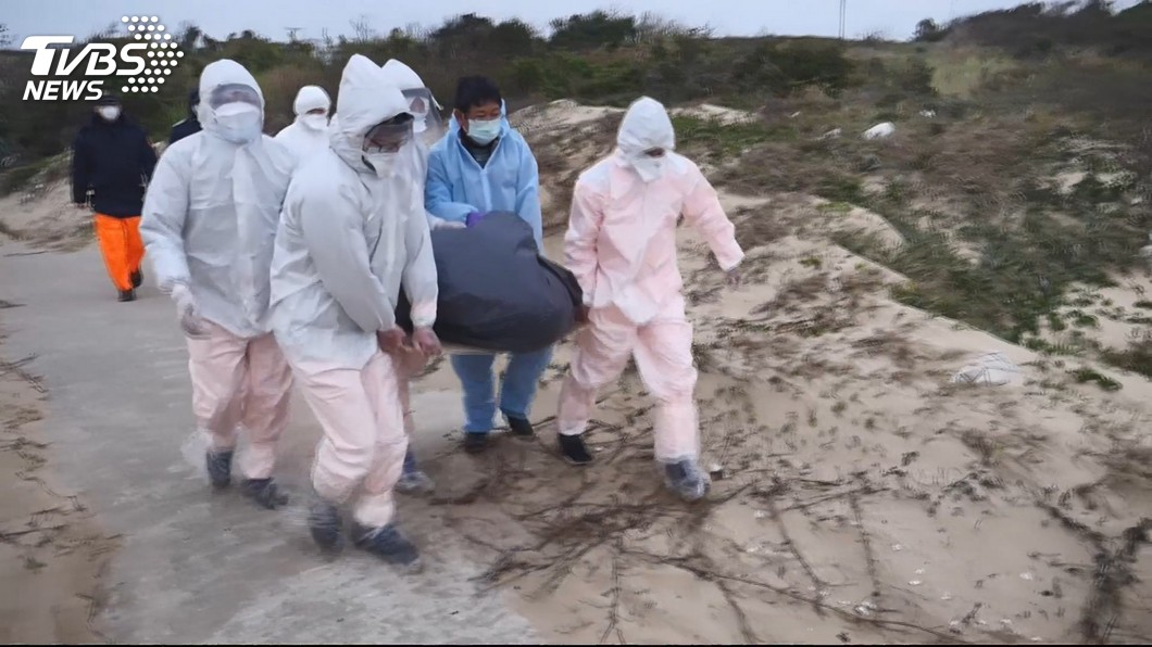 海漂豬染豬瘟 金門防疫所採5公里內養豬場檢體