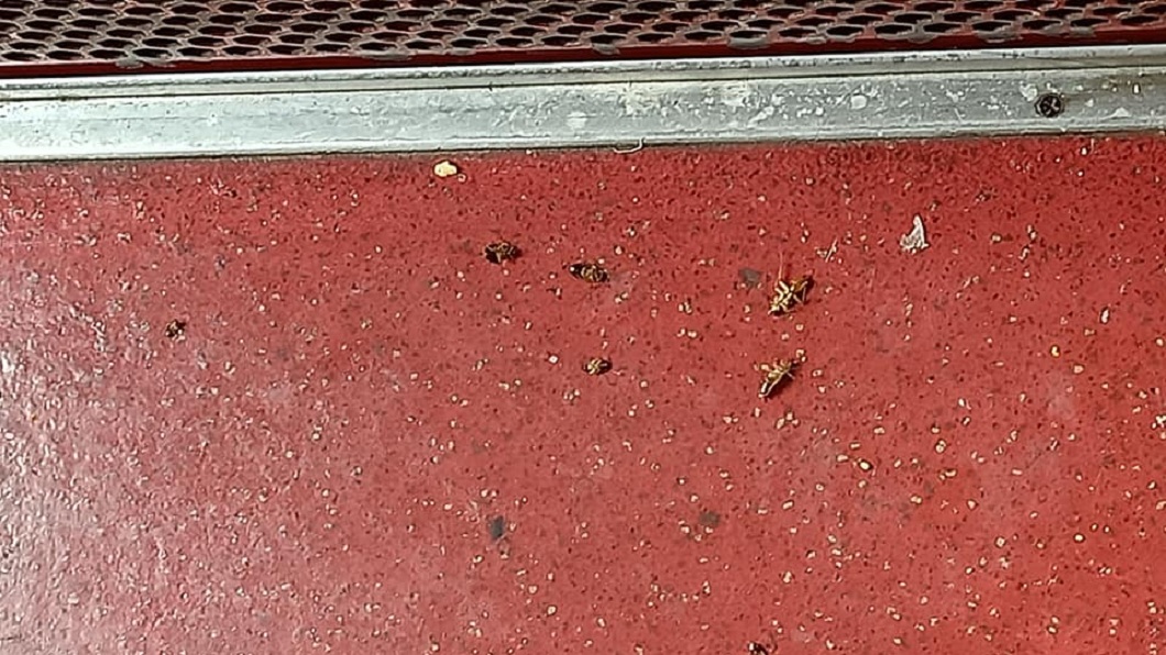 車內地板全都是一堆蟑螂。(圖/翻攝自爆料公社)