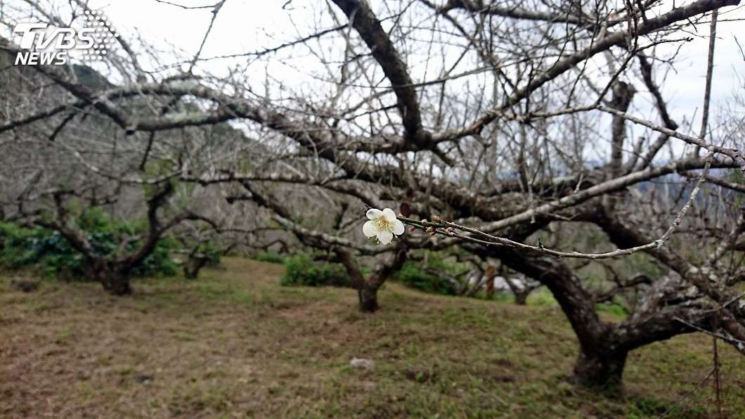 周末賞梅去!元旦連假濕冷恰到好處 梅花陸續綻放