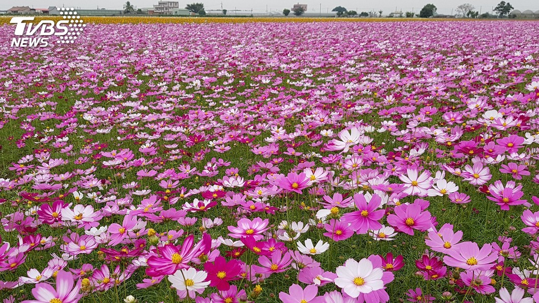 賞花好時節!雲156線綻放浪漫 莿桐花海新春迎賓