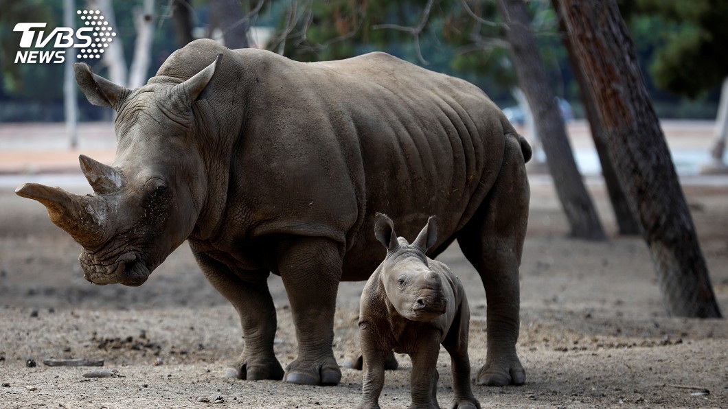 美動物園傳意外　2歲童跌進犀牛區受傷送醫
