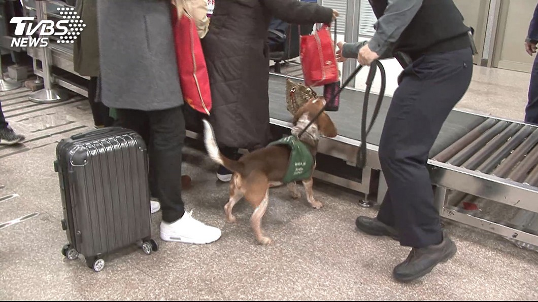 堵非洲豬瘟　大陸飛台班機檢疫擬設集中區