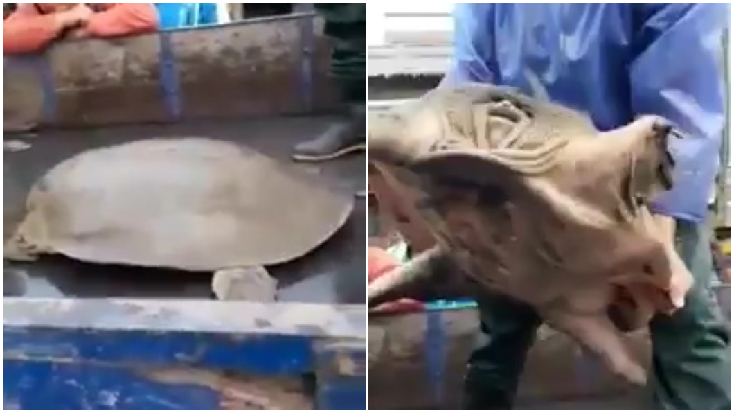 巨型「神獸」出沒!半人高趴貨車 網驚:吃了會出事