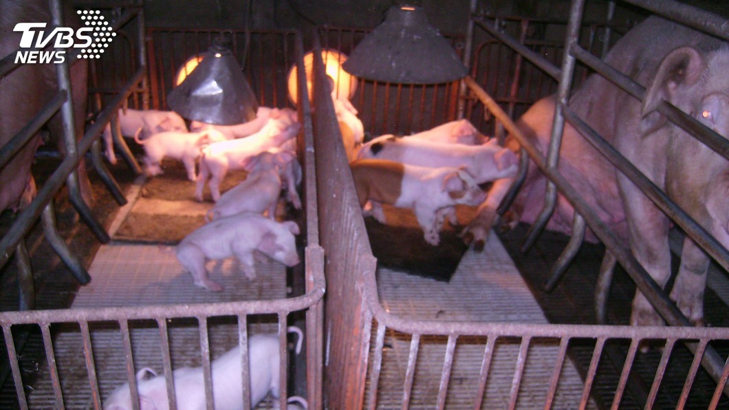 全面防堵非洲豬瘟 嘉義市府勸養豬戶改飼料