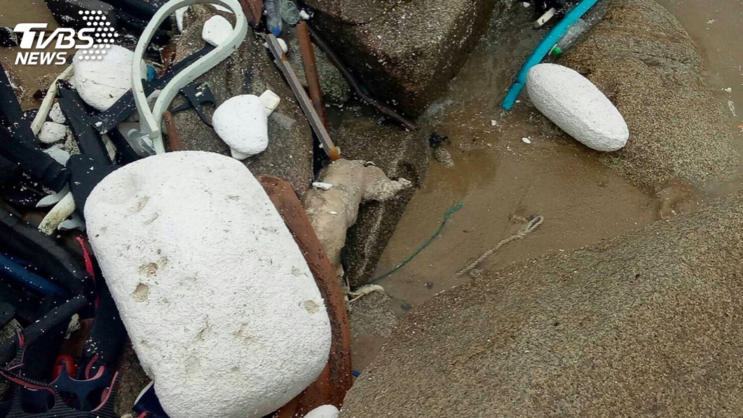 金門再現漂流豬 烏坵1豬屍腐爛遭啃食