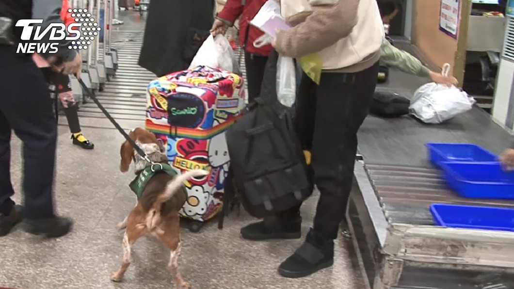 機場加強防疫犬及X光機關卡,阻絕病毒入境。圖/TVBS