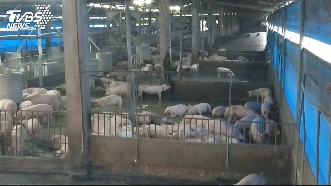 屏東2例日本腦炎 縣府籲養豬場加強消毒