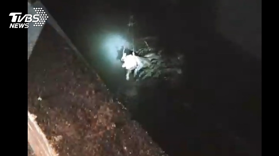屏東萬丹大排又見豬屍　化驗結果兩天內出爐