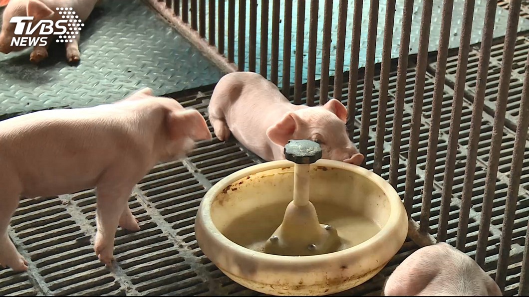 防堵非洲豬瘟 嘉義縣加碼補助飼料養豬