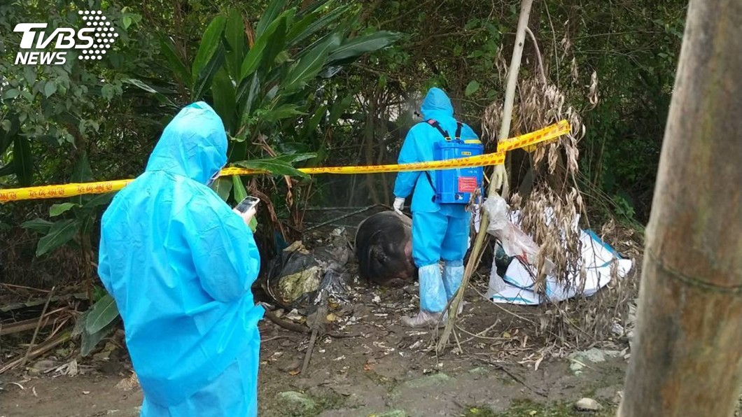 北市驚現死亡麝香豬 柯P:可以死的理由太多種了