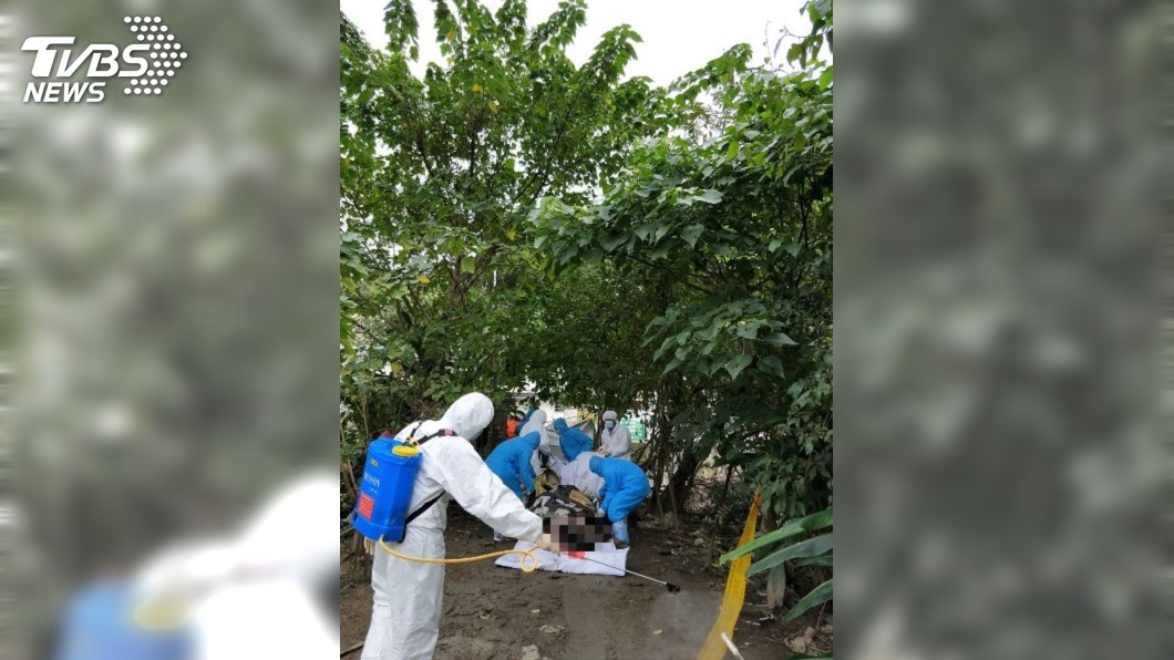 北市街頭麝香豬屍檢驗出爐 未感染非洲豬瘟