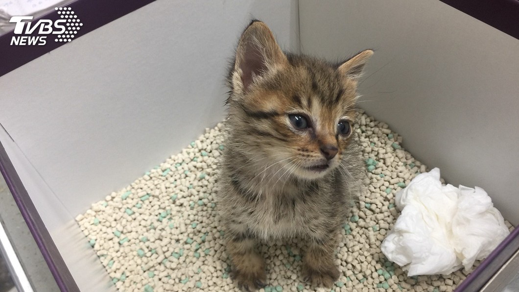 誇張!飼主竟用快遞棄養貓 新北動保處開罰