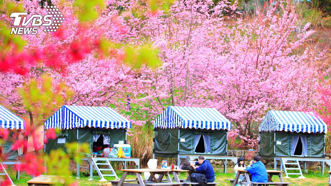 粉紅秘境!武陵櫻花祭2月登場 賞櫻攻略看這裡