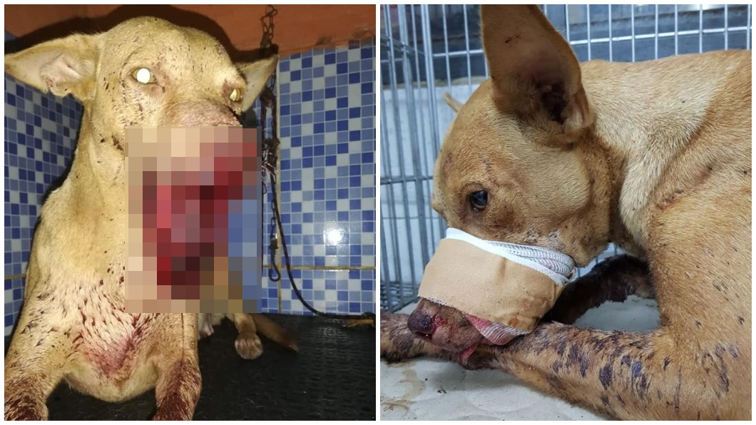 痛!浪犬遭屁孩「口中塞爆竹」 整張嘴炸掉血肉模糊