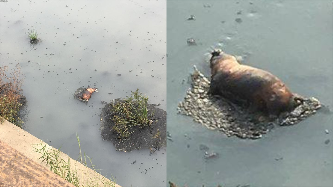 嘉義市排水溝疑出現燒焦死豬？　撈起發現是狗屍