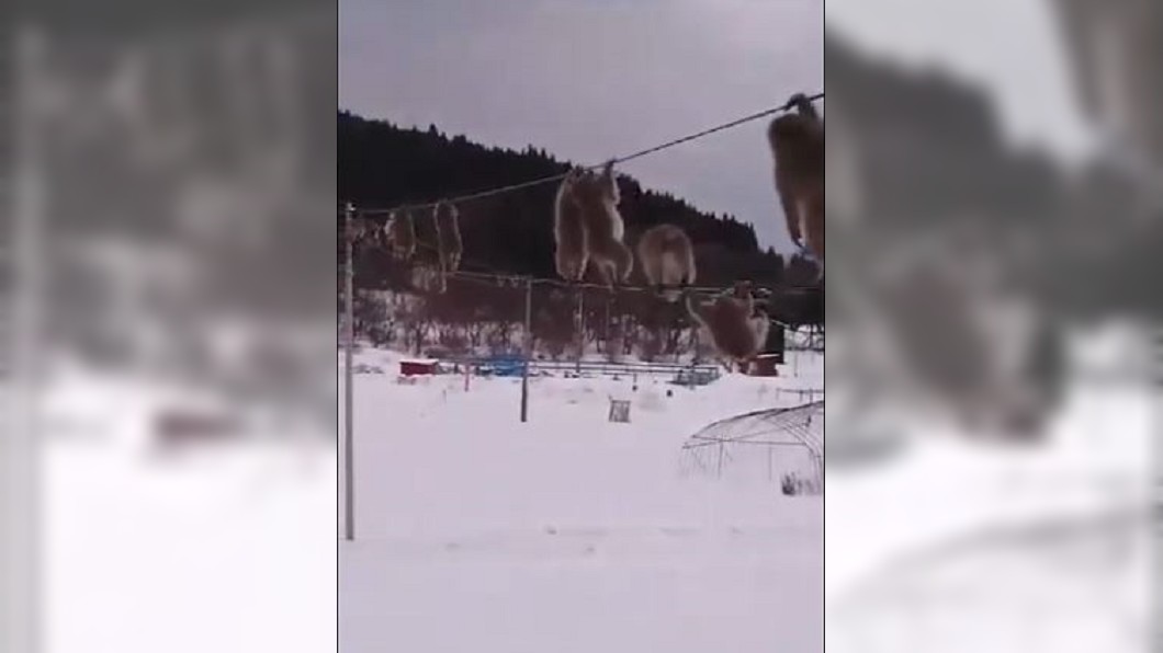 日本暴冷! 猴子大軍花式爬電線橫渡雪地
