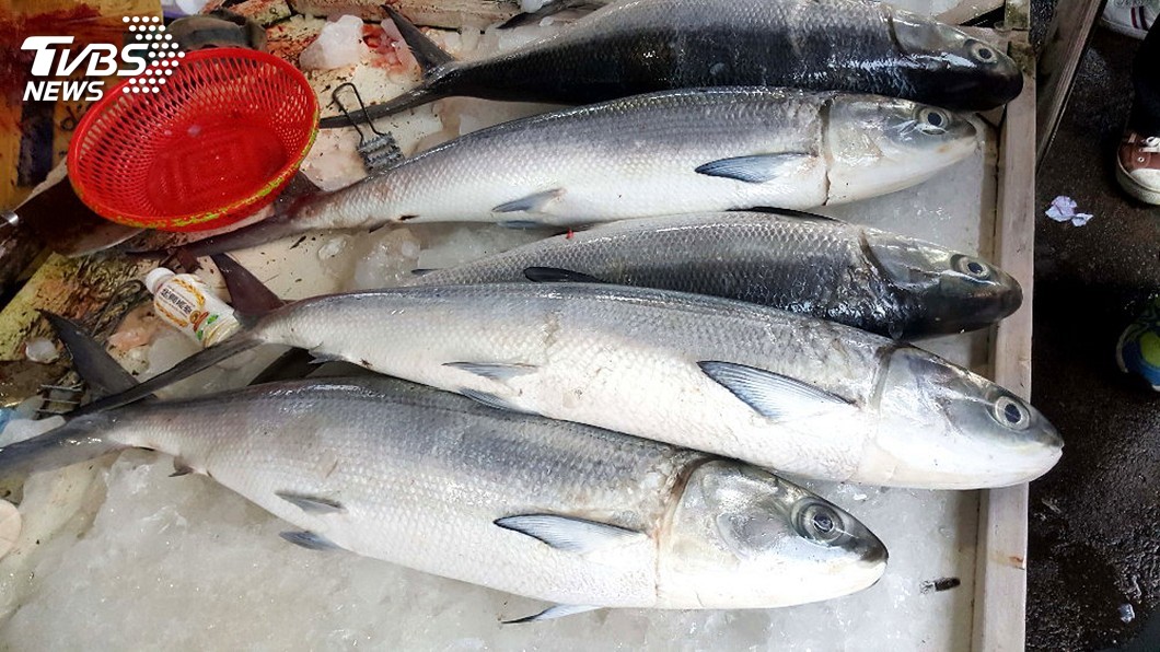 澎湖海上捕獲超大虱目魚 比養殖大10倍