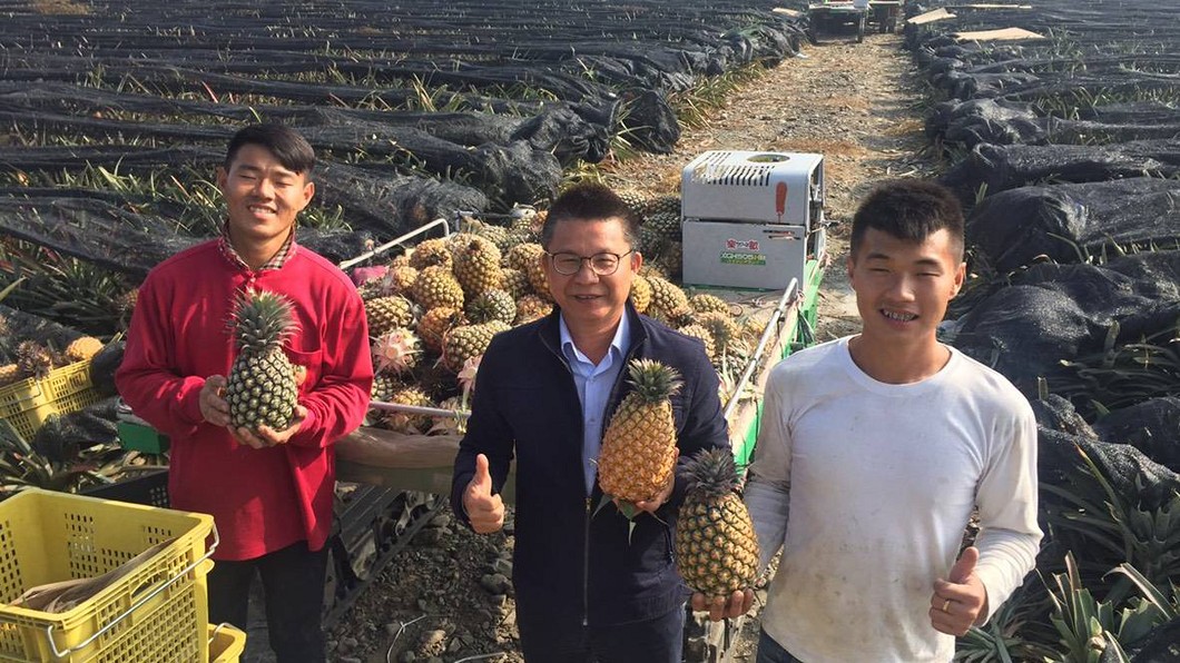 國中畢業種鳳梨 他22歲成全國最年輕百大青農