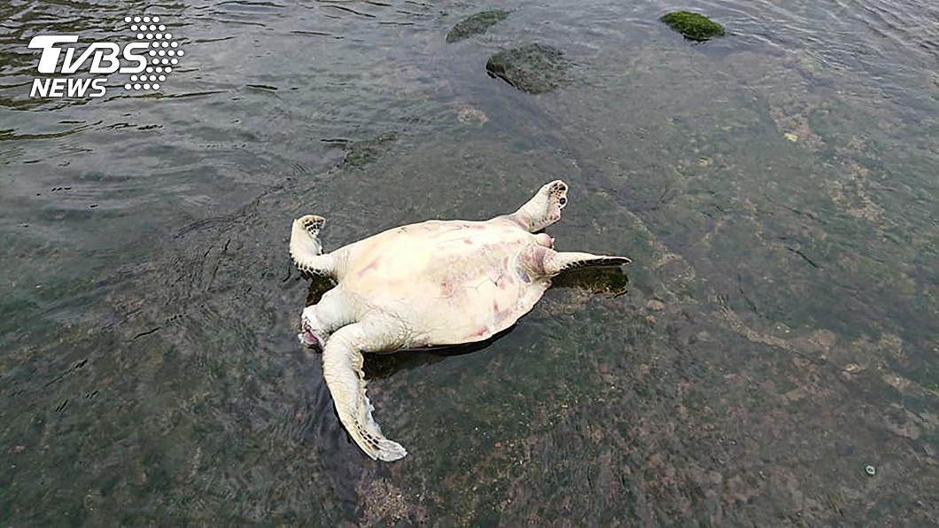 基隆潮境保育區驚見海龜陳屍 頭部離奇消失