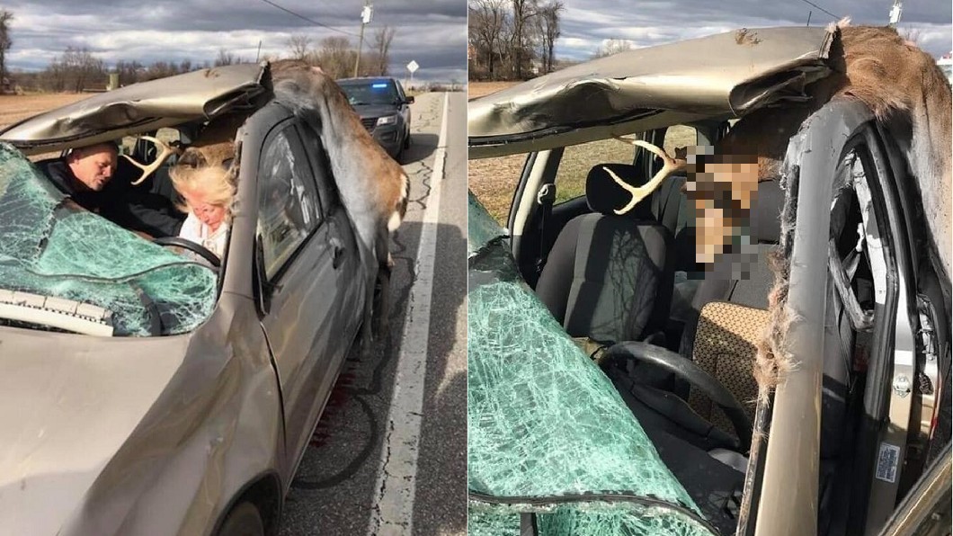 老夫婦開車遭野鹿撞 鹿角劃破車頂...牠割喉慘死
