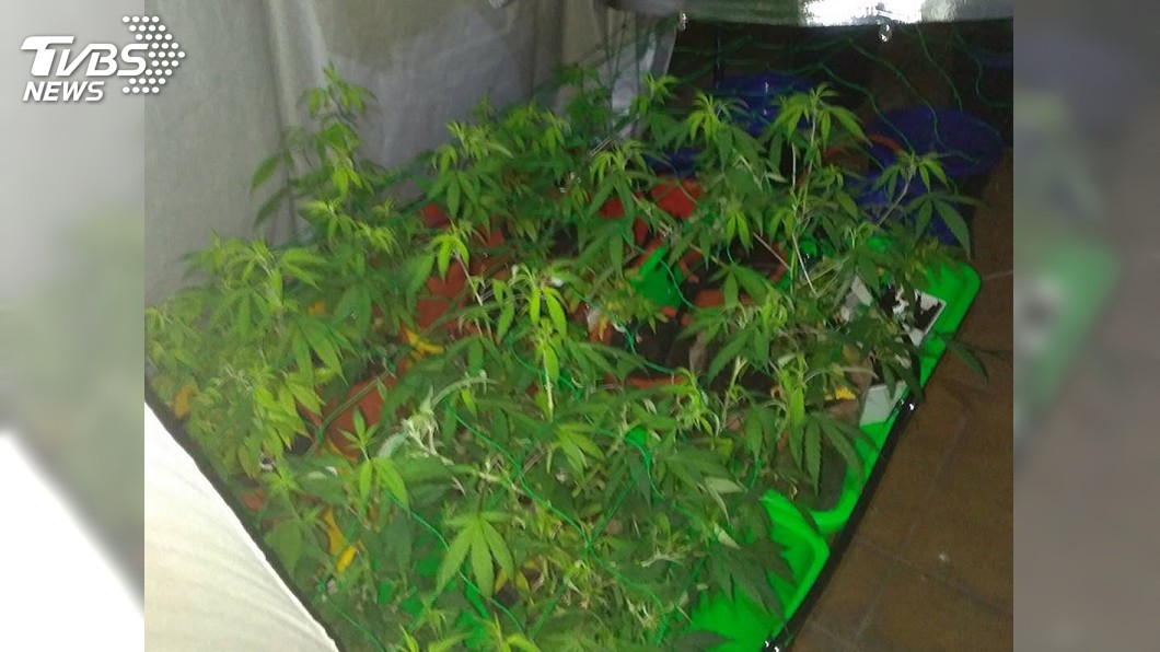 高材生學以「誤」用栽植大麻 警查扣活株和成品