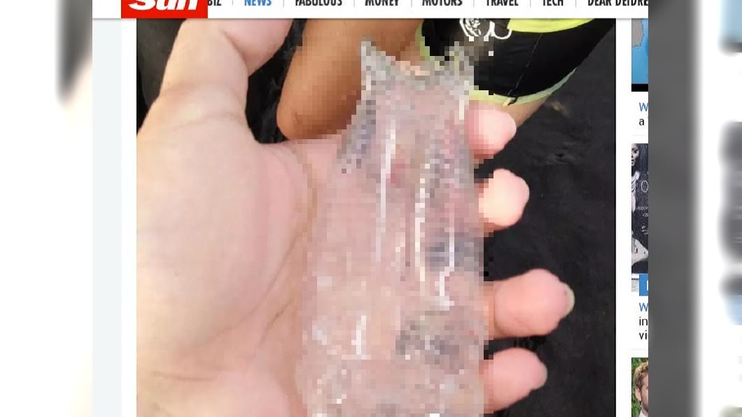 形狀害羞!海邊驚見「透明長條物」 老漁民沒見過全嚇傻
