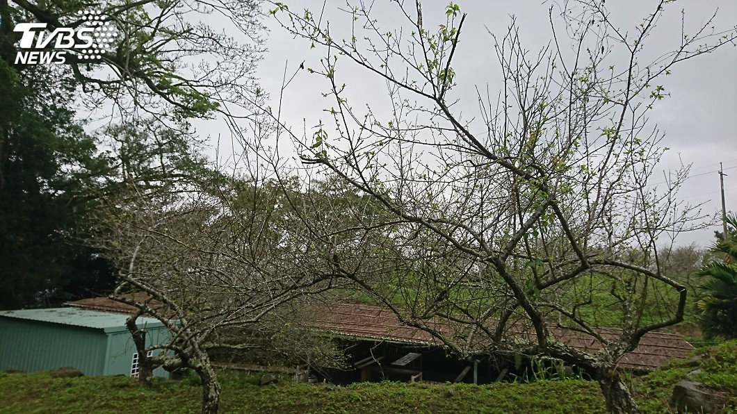 氣溫偏高 今年台東青梅產量預估大減