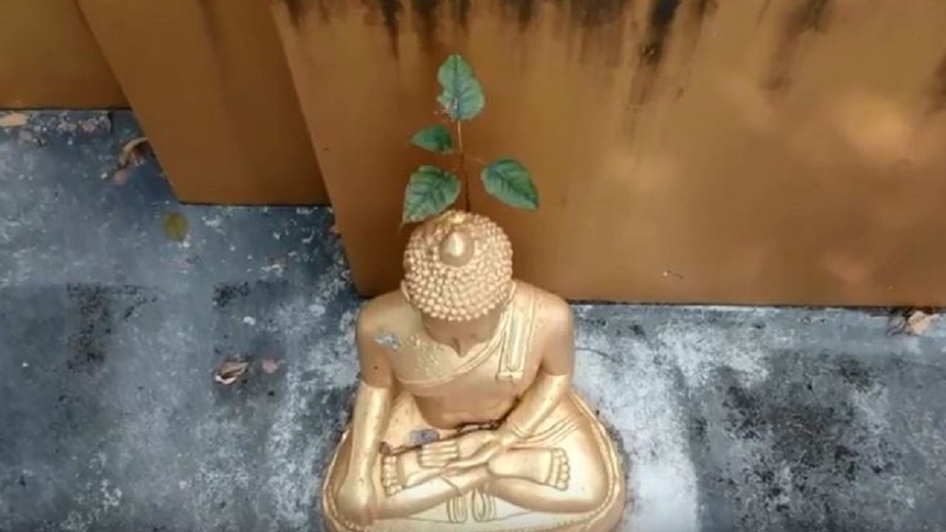 顯靈!佛像後腦長出小樹苗 竟是四葉「菩提樹」