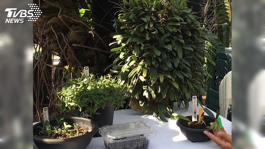 守護瀕危植物 植物保種中心與屏縣府簽約