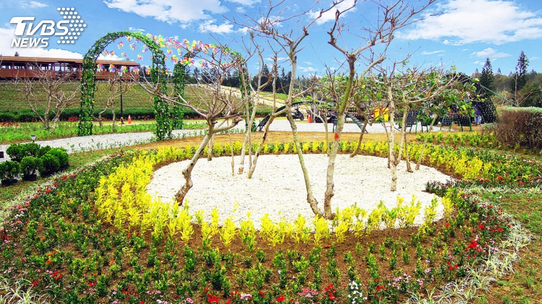 走春賞花好去處！　澎湖菜園花海26日開放