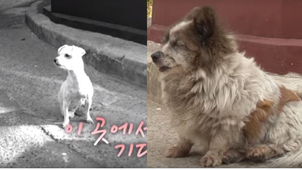 「在這等著」忠犬不知遭棄養...原地守約10年