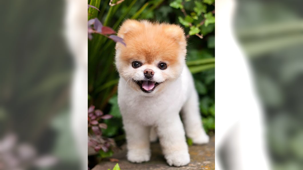 地表最可愛狗狗!12歲博美犬過世了...粉絲心碎