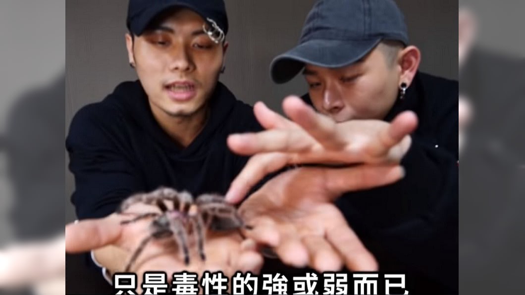 足以毒死1隻鳥！傻男「含住」大蜘蛛　下秒吐血水