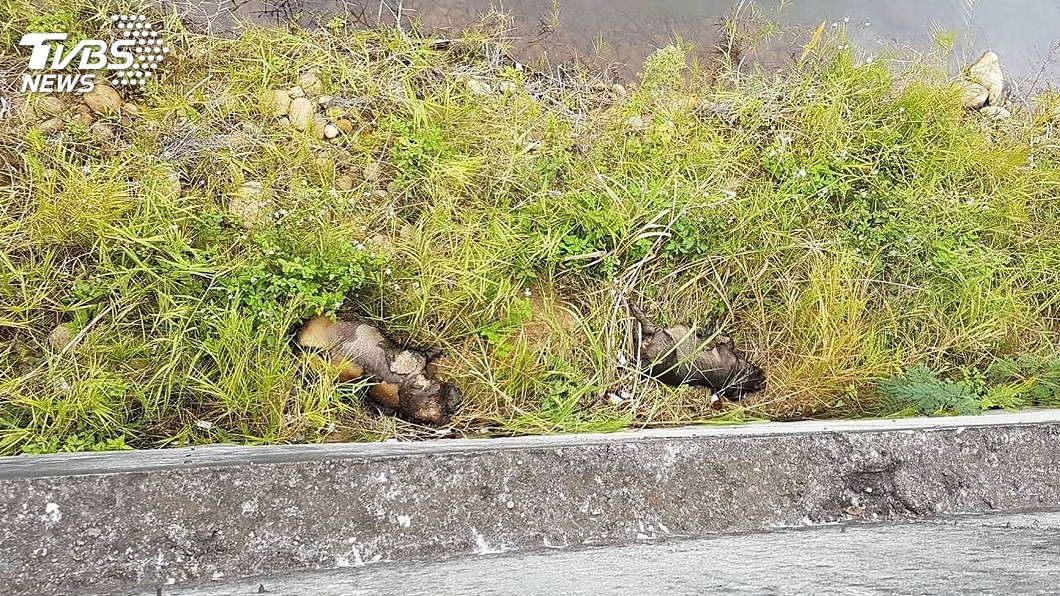 苗栗陸續發現病死豬遭棄置 排除非洲豬瘟