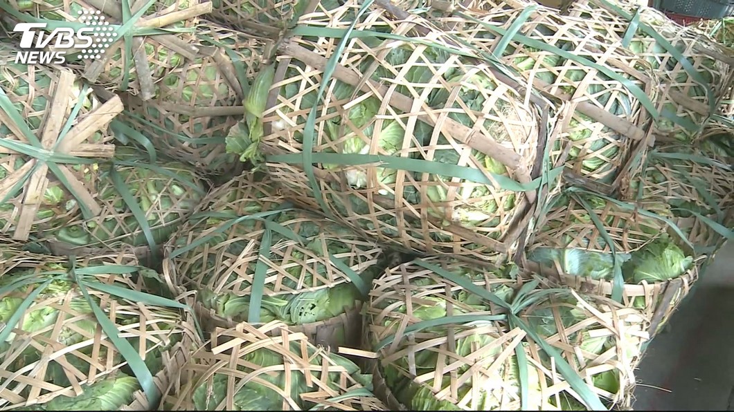 救產量崩盤! 農委會最後手段「收購高麗菜」
