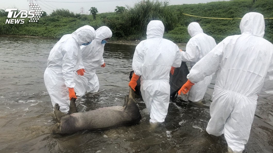 動物死亡潮?桃園再傳2死豬 1個月內已25頭