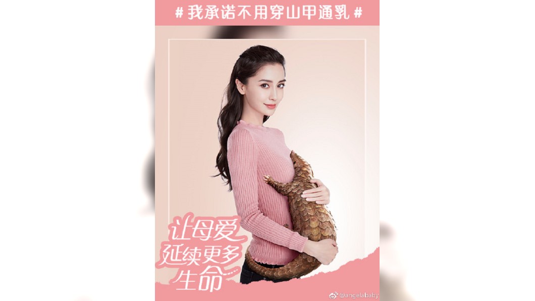 穿山甲通乳? Angelababy保育廣告幫倒忙