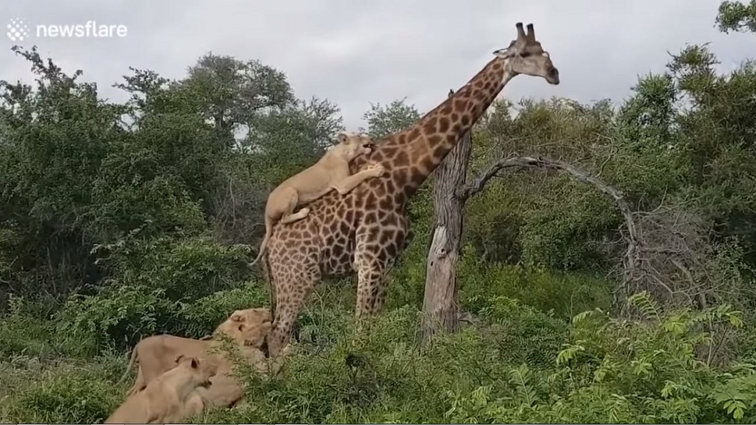 長頸鹿力抗「6餓獅狠咬」 4小時過去...命運逆轉!