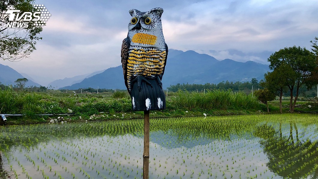 圖/中央社
