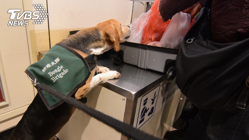 包被聞過不要了!「護國神犬」防疫被罵:笨狗髒