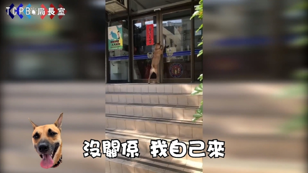 超Q警犬「憨吉」 這絕技萌翻竟然還有粉專