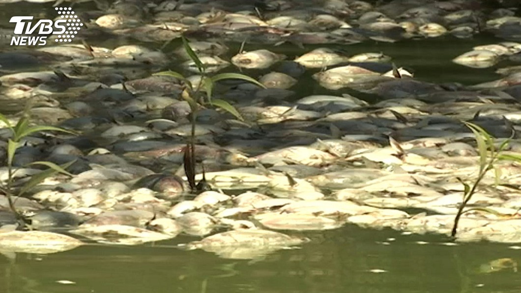 澳洲又見大批魚群死亡 專家憂出現生態災難