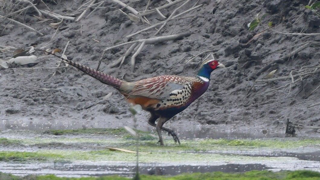 保育鳥類頻現蹤 學甲濕地鳥況豐