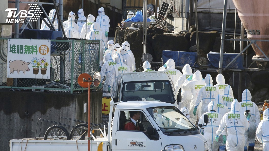 日本岐阜縣爆第7例豬瘟 自衛隊撲殺