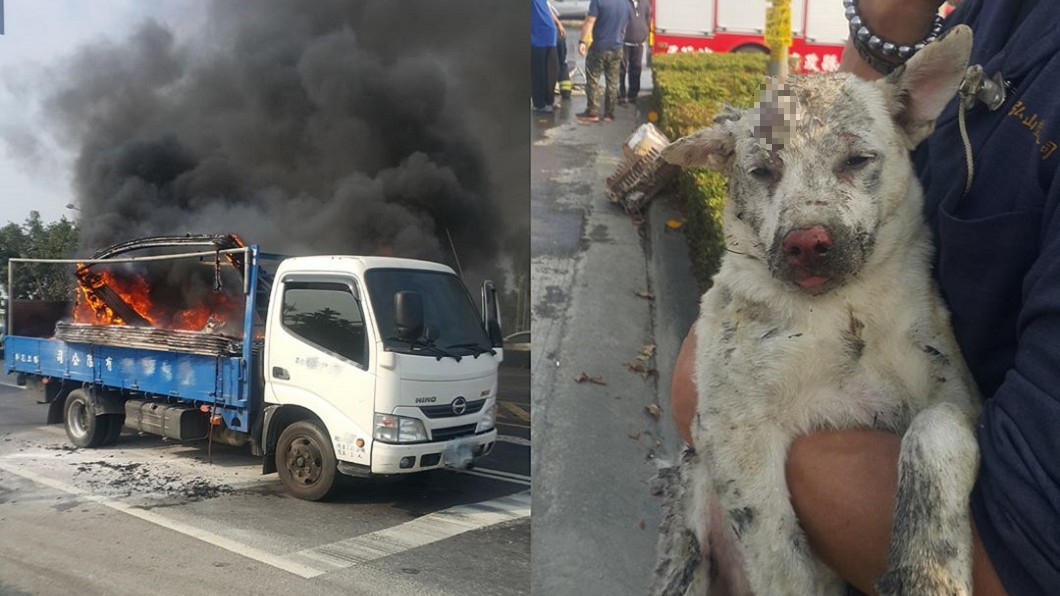 屏東火燒車流浪犬燙傷 車主求警:先去獸醫院再回來