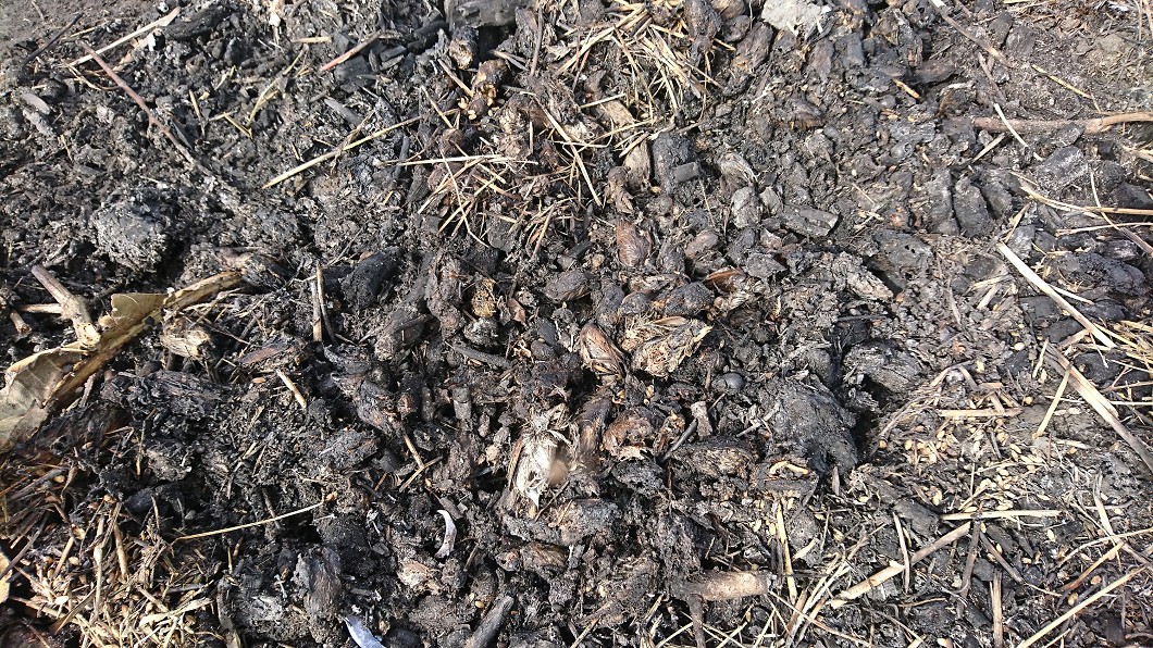 花蓮壽豐鄉發現豬屍 防疫所開挖臟器送驗