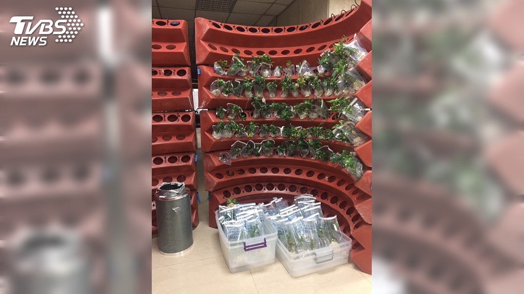 加籍男在台租屋種大麻 毒品價逾百萬遭逮