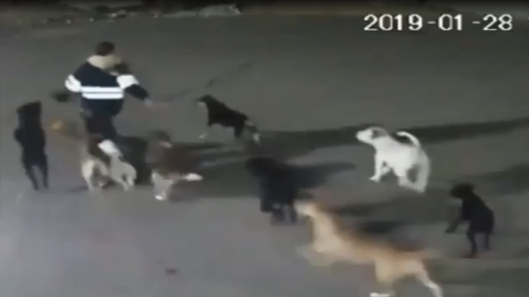 11分鐘圍殺!夜歸女遭11隻流浪狗追咬亡